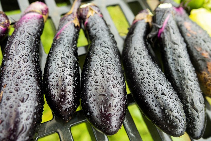 Harvested eggplants with water droplets on them