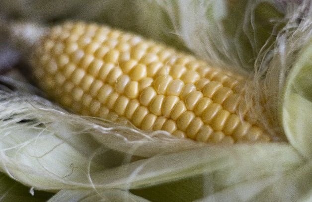 Sweet corn