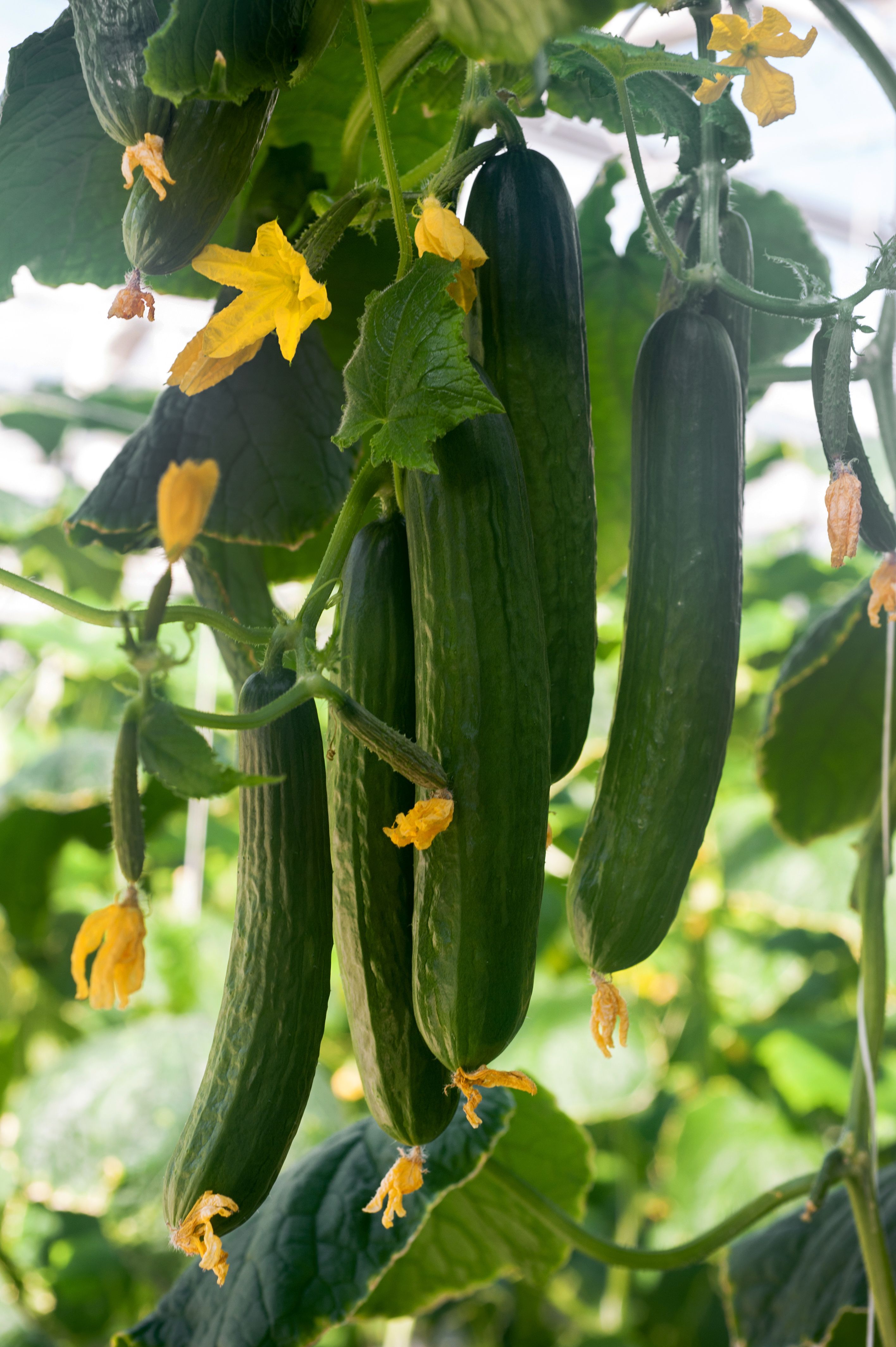 Cucumbers.