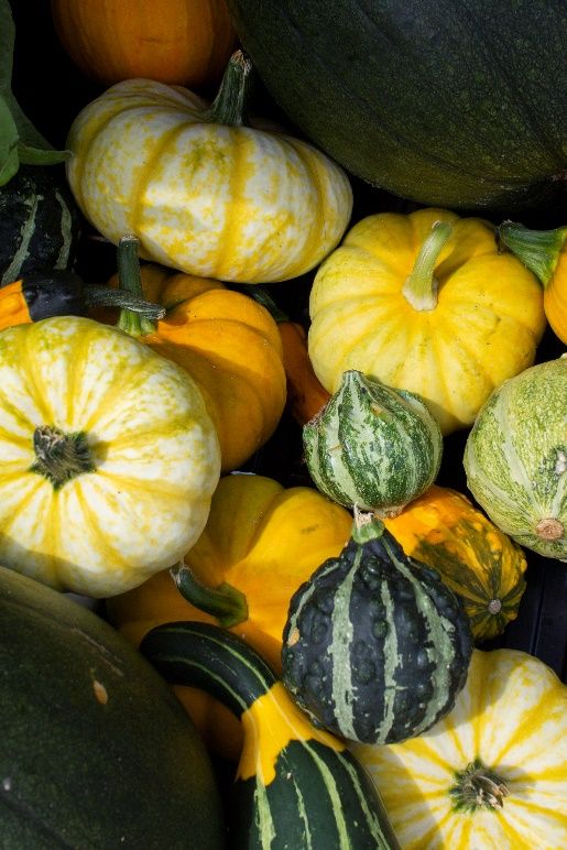 Variety of squash and gourds.