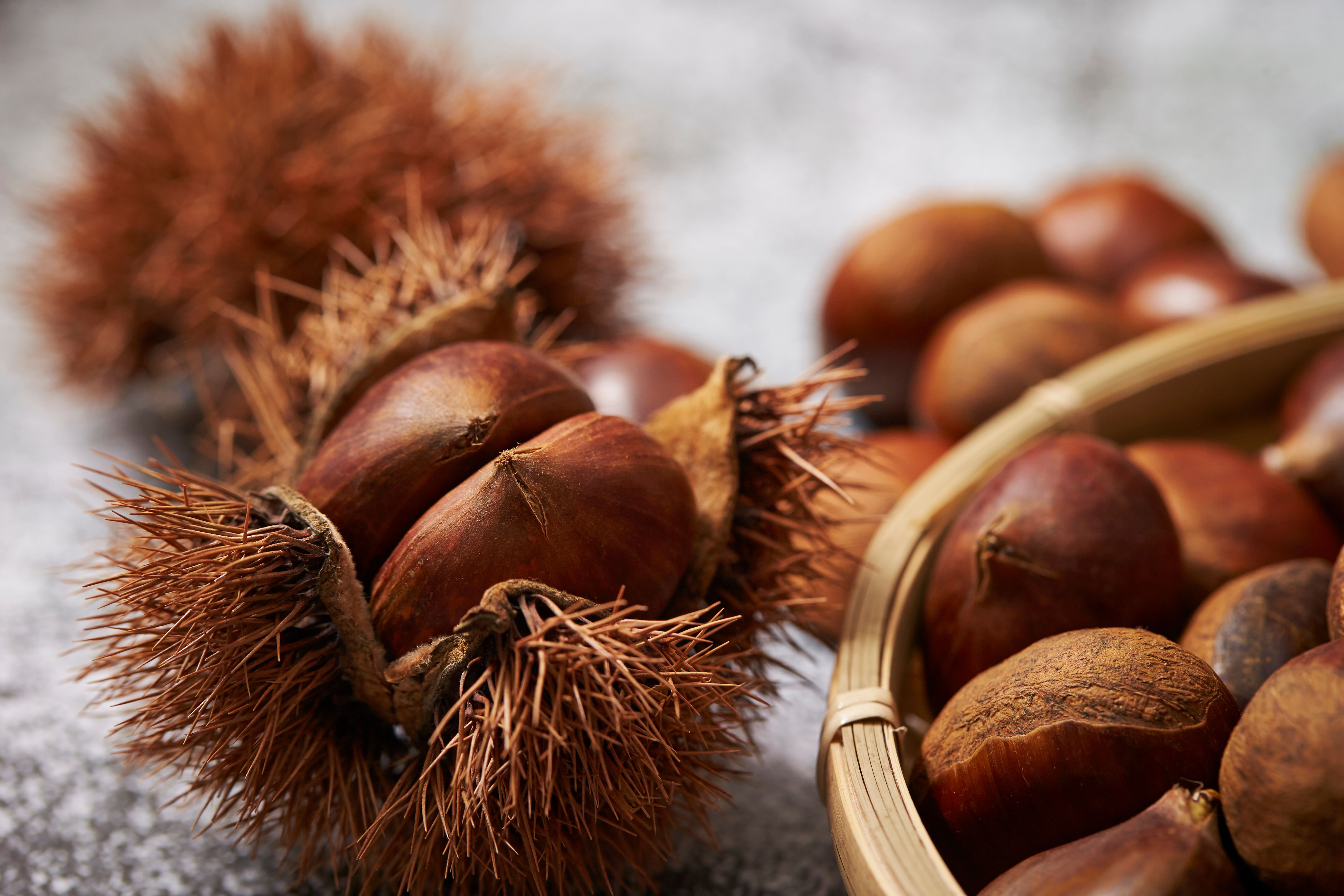 A chestnut in its shell next to a bowl of chestnuts