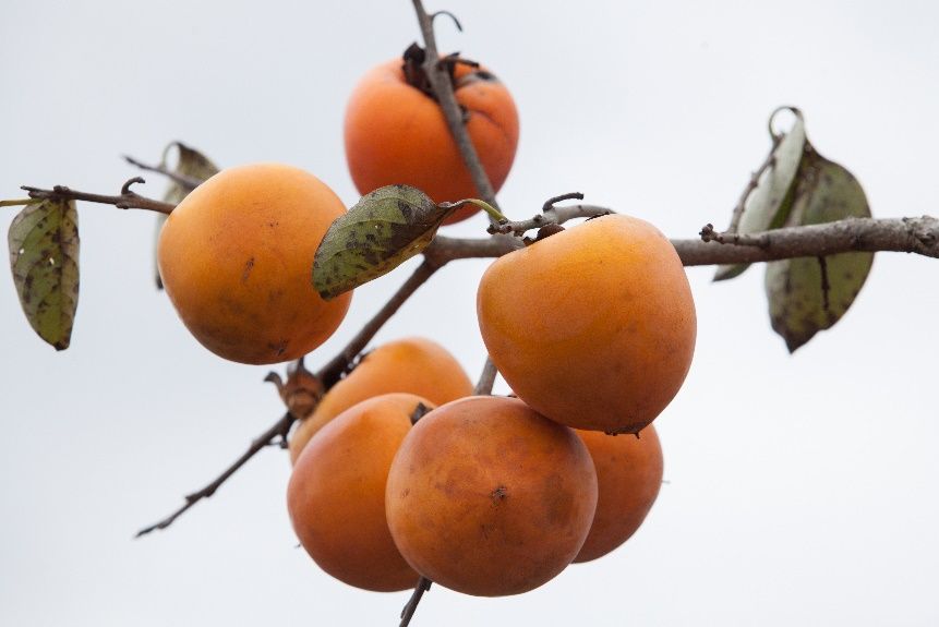 Persimmons growing on a branch