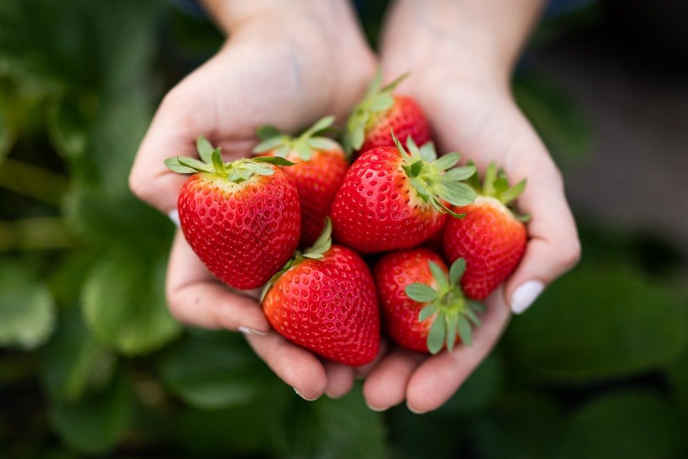 Hands holding harvested strawberries