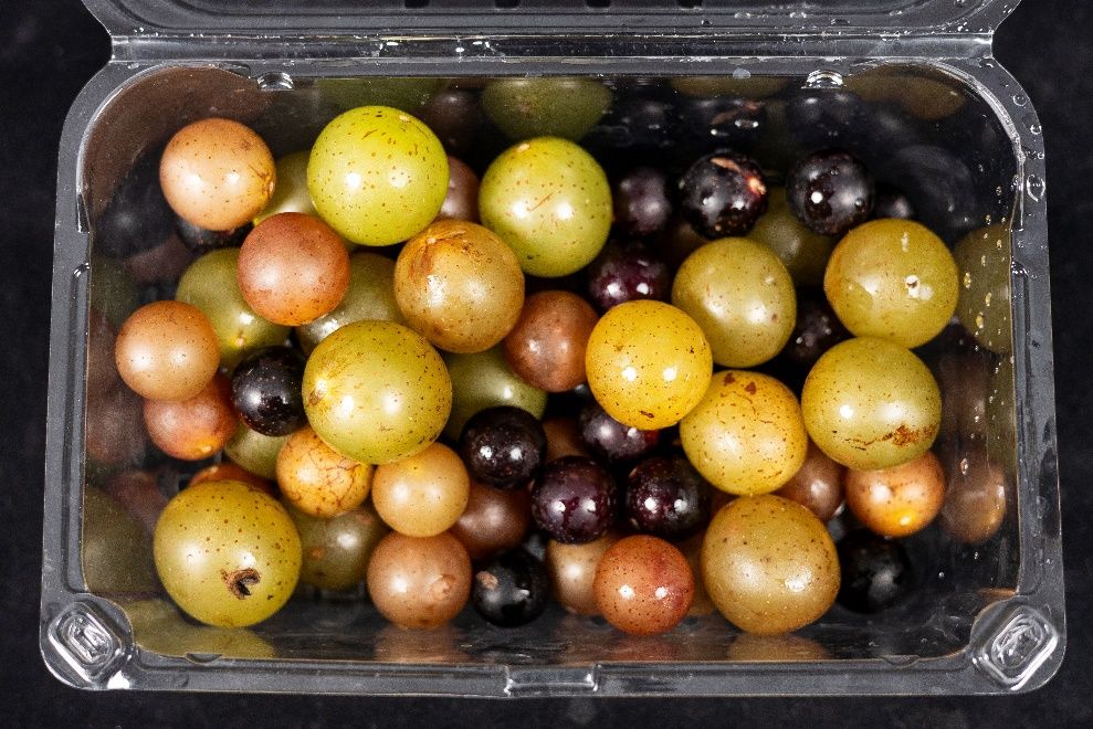 A few varieties of muscadine grapes in a clamshell container