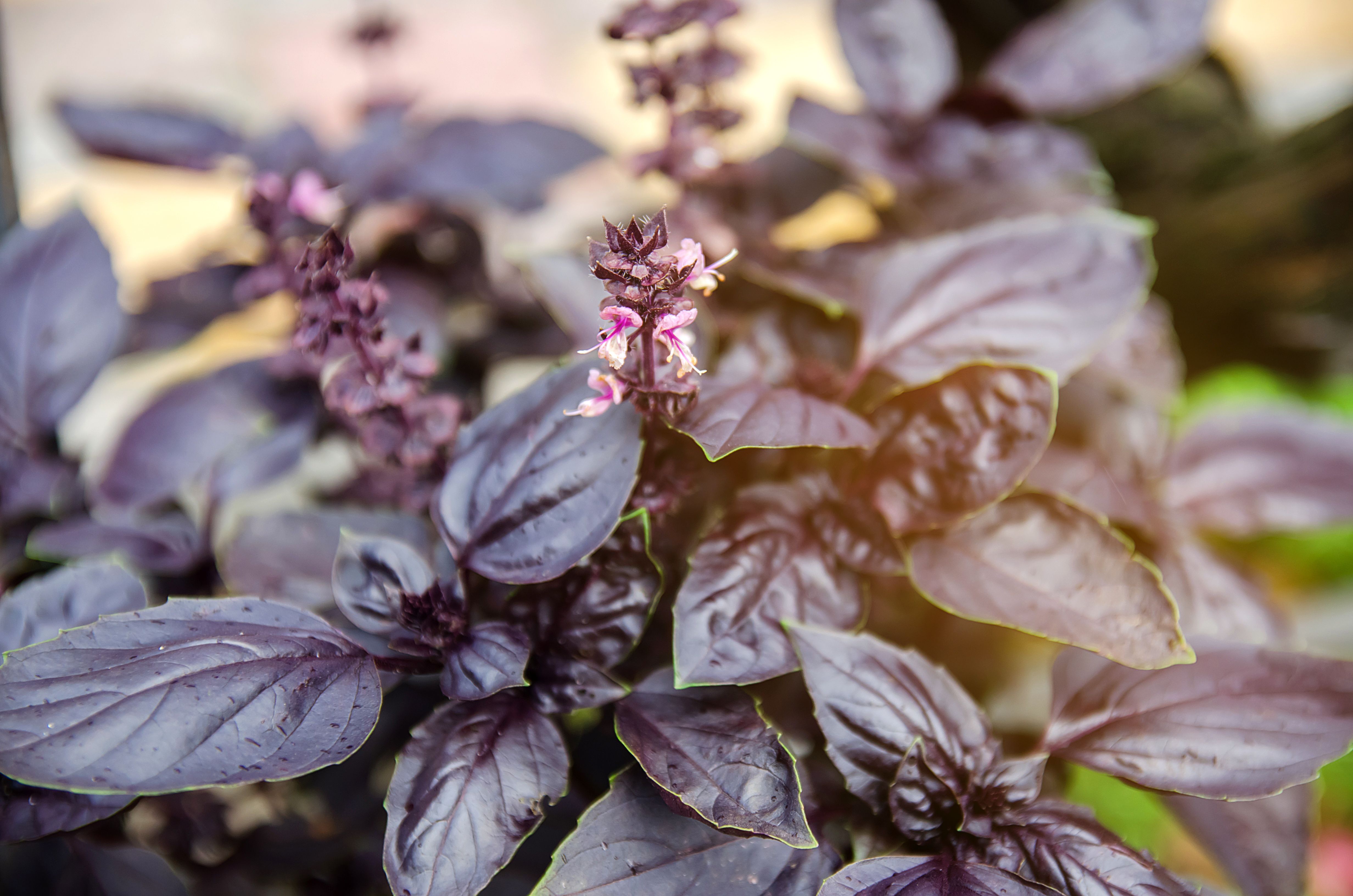Purple basil.