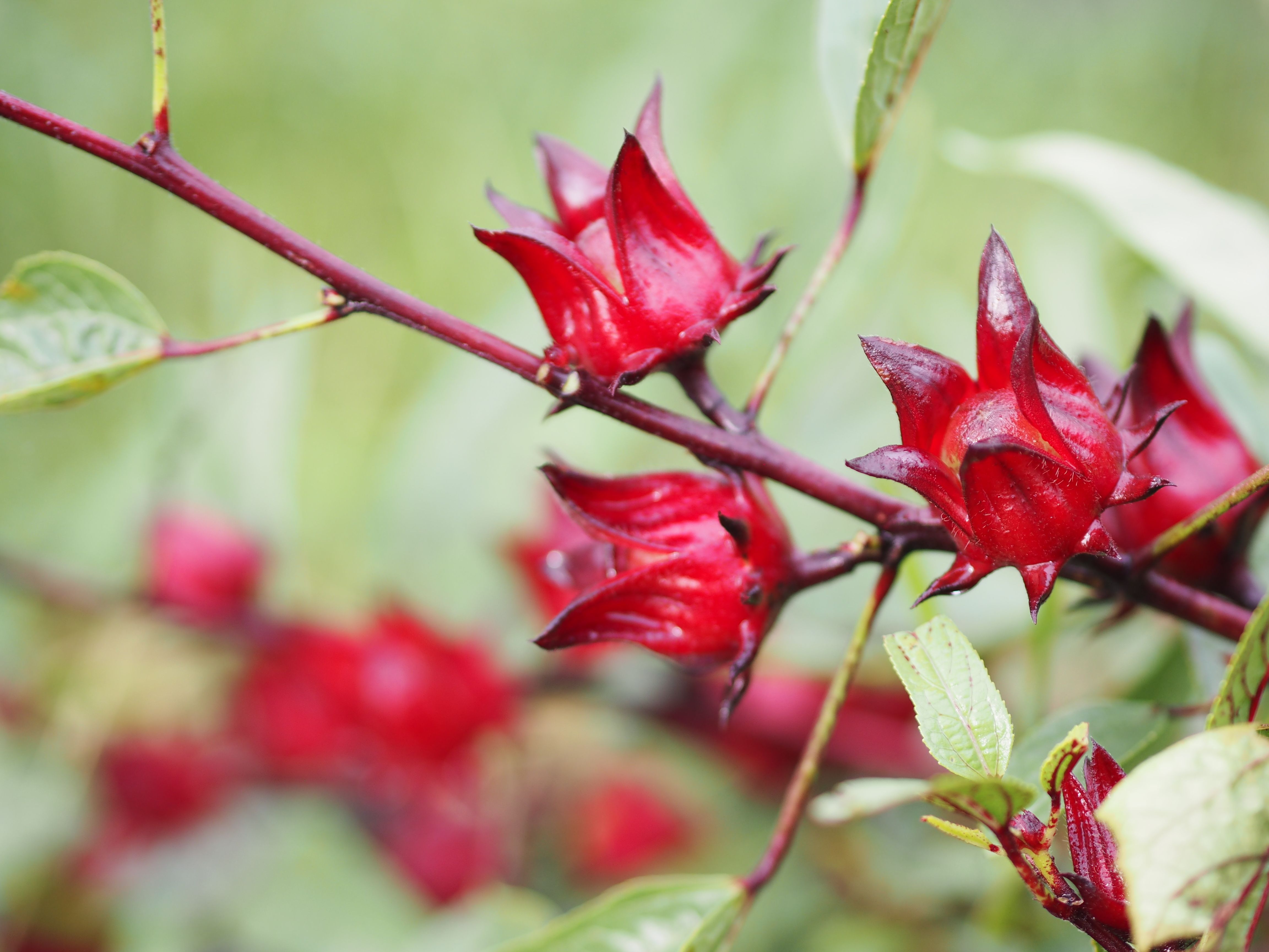 Roselle hibiscus calyces.