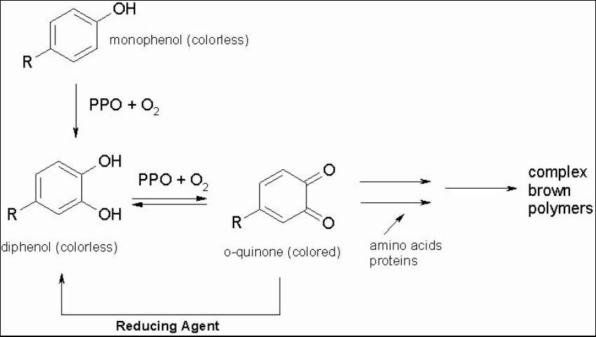 Figure 1. Reaction for enzymatic browning.