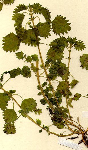 Stinging nettle - a wild and unruly plant