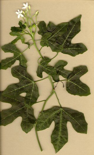 Figure 6. Whole flowering plant of Cnidoscolus stimulosus (bull-nettle).