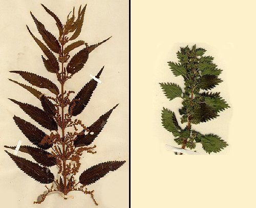 Figure 3. Left: Urtica dioica; Right: Urtica urens.