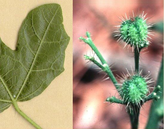 Stinging hairs of Cnidoscolus stimulosus. Left: leaf underside; Right: close-up of fruit.