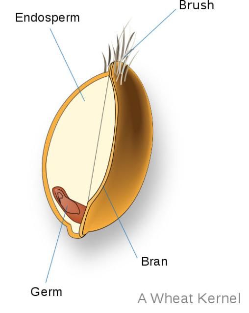 Figure 2. Whole grains contain the germ, endosperm, and bran parts of the grain, while refined grains only include the endosperm.