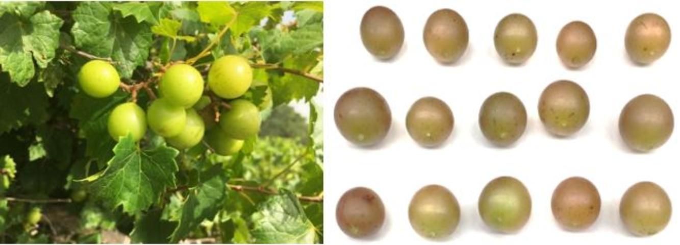 Figure 5. 'Triumph' berries before veraison (change of color) (left) and at ripe stage (right).