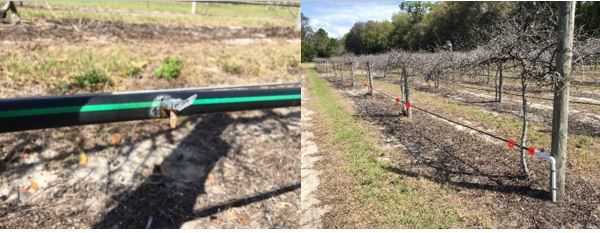 Figure 19. Close-up of irrigation dripper (left). Red circles depict placement of drippers on the irrigation line in older vines (right).