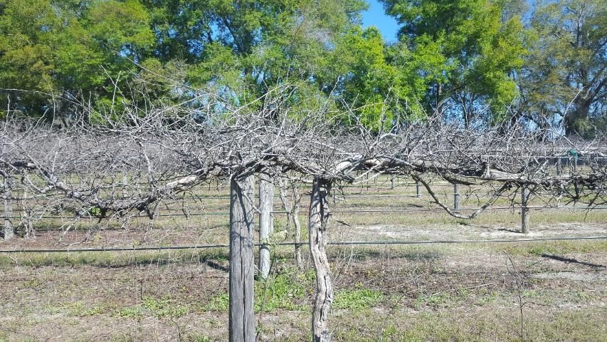 Figure 18. Mature vine hedged, some spur thinning and shortening still needed.