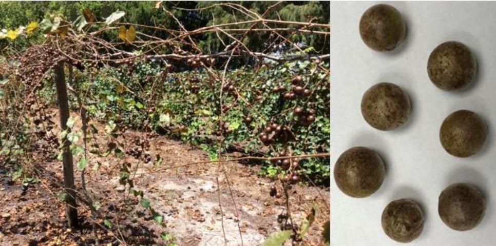 Figure 21. Muscadine vines (left) and berries (right) damaged by chilli thrips in central Florida.