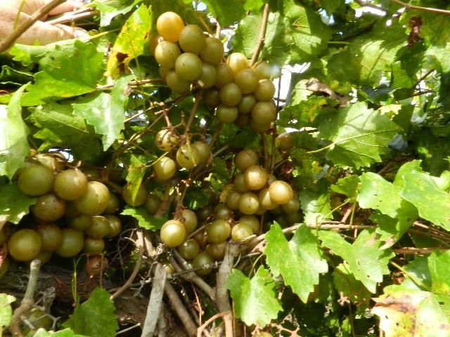 Figure 2. 'Granny Val' is a large, bronze grape recommended for fresh market.