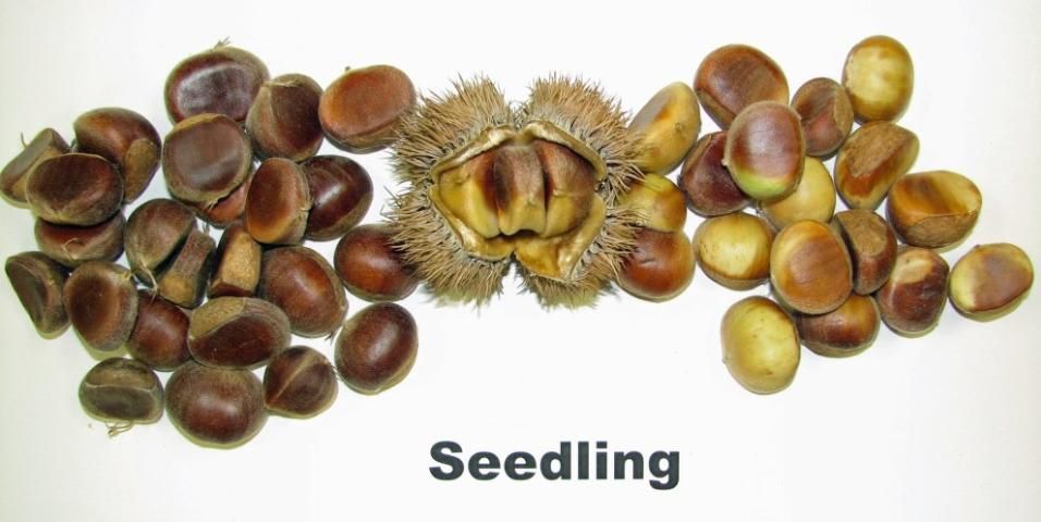 Figure 5. Burr (center), mature chestnuts (left) and immature chestnuts (right).