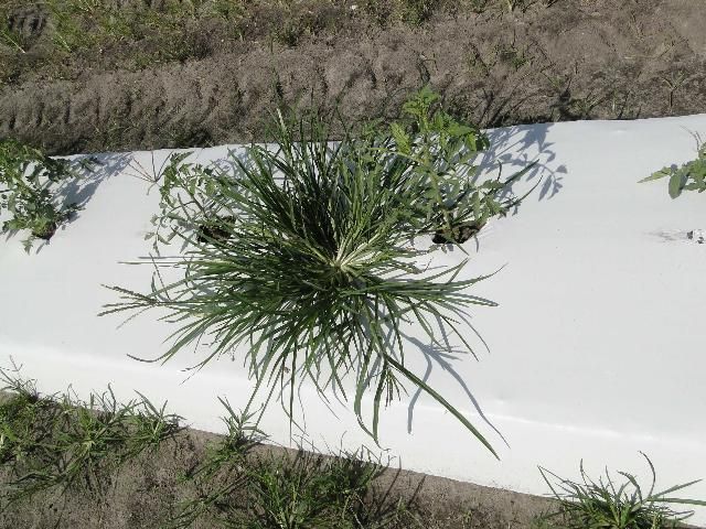 Figure 1. Goosegrass growing in a tomato field in central Florida.