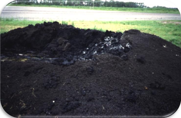 Figure 1. Pilas de biosólidos crudos antes del proceso de compostaje.