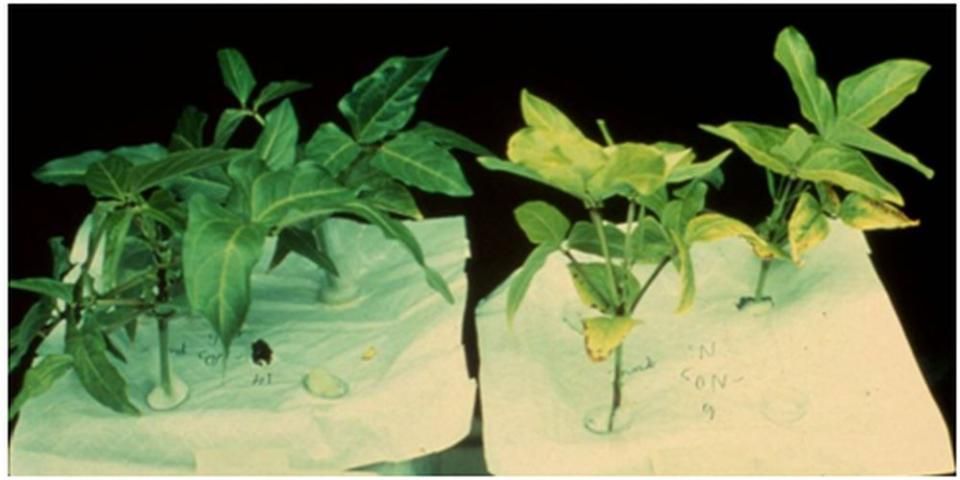 Figure 2. Nitrogen-fixing cowpea seedlings grown hydroponically with (left) or without (right) nickel and supplied with no inorganic nitrogen source. Without nickel, cowpea plants developed pronounced leaf tip necrosis and marked yellowing. These symptoms closely resemble those of nitrogen deficiency.