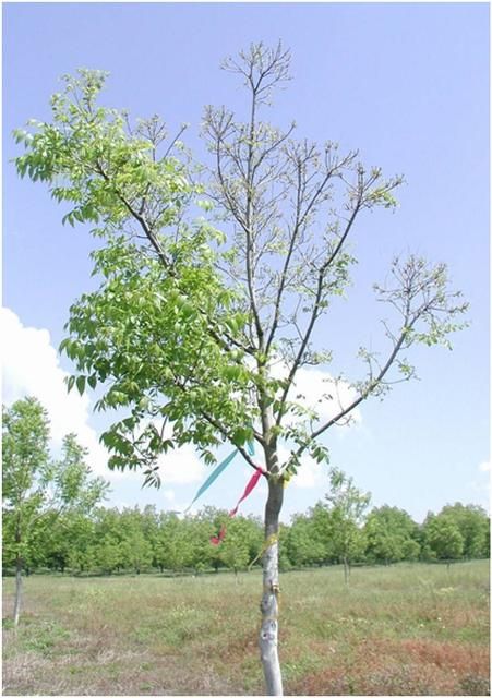Figure 5. Effect of spring foliar application of Ni on severity of mouse-ear symptoms of pecan trees. The branch on left side of the tree was sprayed with nickel (II) sulfate (3.35 µg Ni L-1 as NiSO4•6H2O) Ni, whereas the right branch of the tree was not treated.