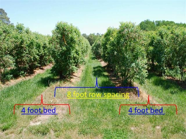 Figure 1. For a 4-foot irrigated bed within an 8-foot row spacing, the area that receives fertigation is half of the total