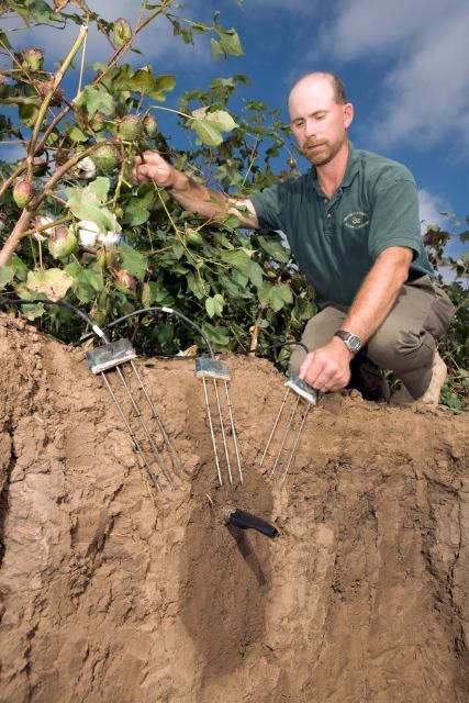 Figure 3. SDI placed deep in a cotton field allows for long lifetimes and avoids interference from tillage. Soil-water monitoring probes allow for measurement of soil moisture.