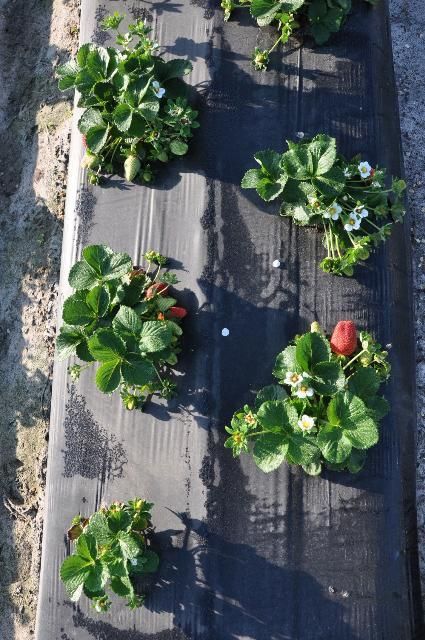 Drip irrigation applied at the surface for strawberry production.