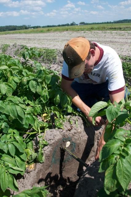 Subsurface drip irrigation (SDI) on potatoes in Hastings, Florida.