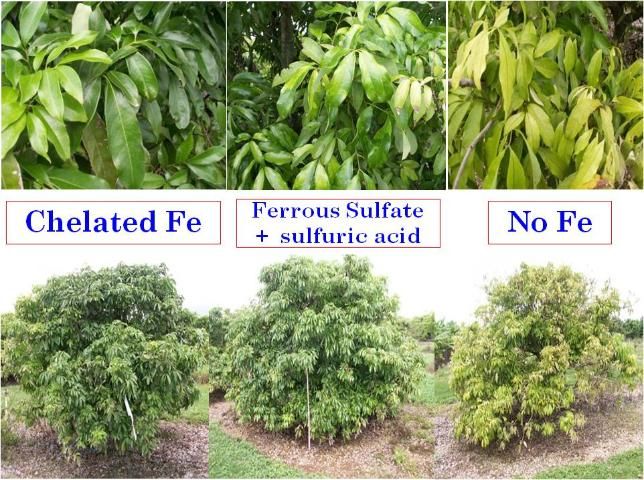 Figure 3. Comparison of foliar applications of chelated Fe, regular iron fertilizers, and no iron fertilization for correcting iron deficiency of lychee (Litchi chinensis, the soapberry family).