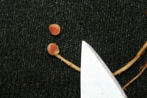 Figure 4. Nodule cut in half showing pink color from the presence of living nitrifying bacteria (Rhizobium spp.). This nodule was on the root of the legume sunn hemp (Crotalaria juncea L.).