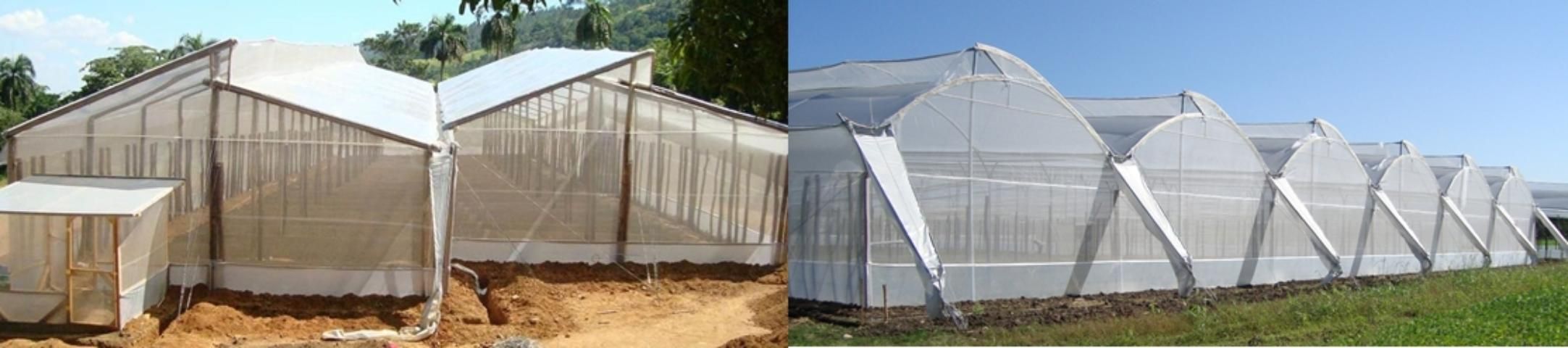 Figure 3. Multi-chapel (left) and semi-cylindrical (right) greenhouse units with passive ventilation on roofs.