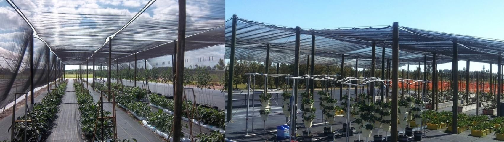 Figure 2. Shade houses for vegetable and small fruit production.