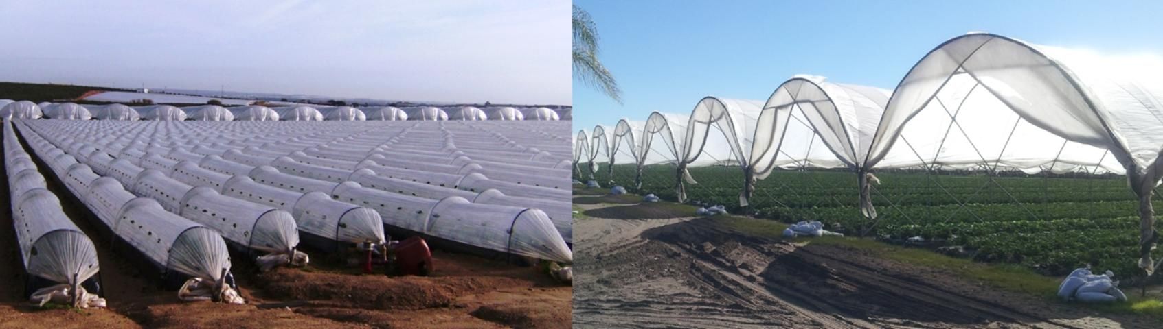Figure 4. Low (left) and high (right) tunnels for vegetable and small fruit production.
