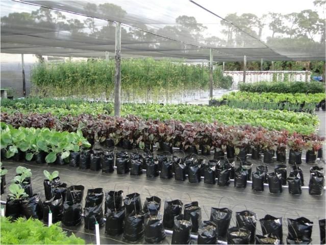 Figure 2. Mixed vegetable crops under an open shade system.