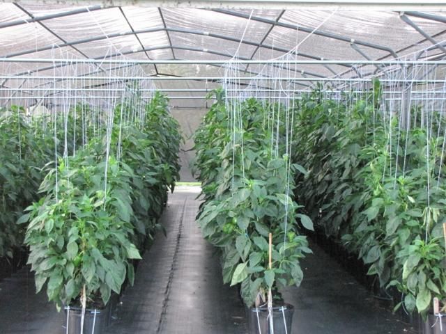Figure 4. Peppers are grown using shaded plots with a two-stem trellis system.