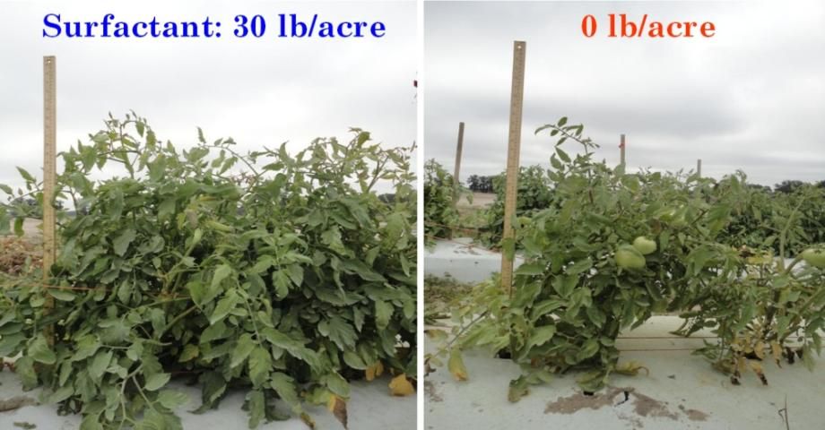 Figure 8. Effect of applied Stockosorb 660 (cross-linked polyacrylate) on tomato canopy size in Citra, FL in fall 2012.