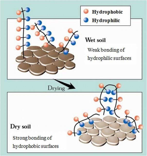 Figure 1. The transient nature of water repellency caused by hydrophilic-hydrophilic and hydrophilic-surface bonding during dehydration.