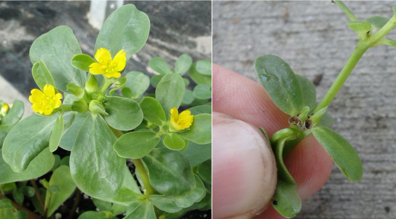 Common purslane inflorescence (left) and capsules (right).