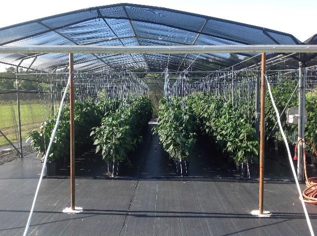 Figure 7. Bell peppers grown under an open shade structure in Live Oak, FL.
