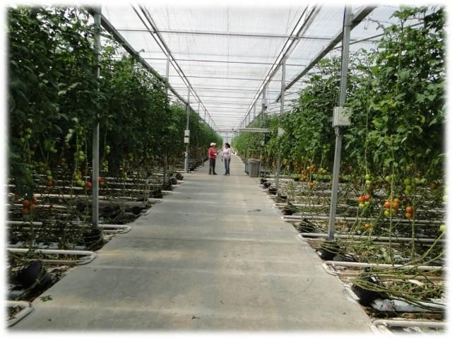 Figure 9. Large passively ventilated greenhouse tomato operation in Live Oak, FL.