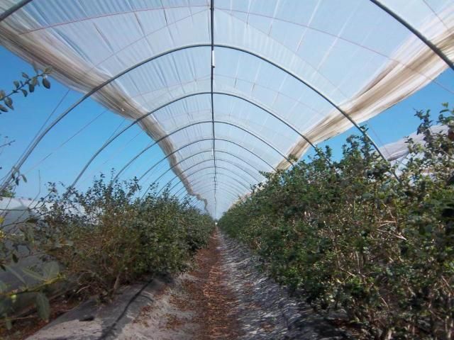 Figure 10. Blueberry under high tunnel in Alachua County, FL.