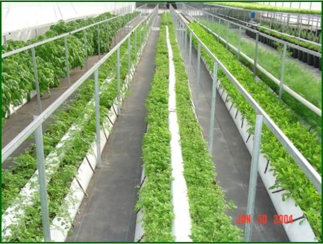 Figure 14. Leafy green and herb production in open troughs filled with soilless media mix.