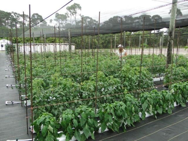 Figure 6. Diversified vegetable crops grown under open shade in Hobe Sound, FL.