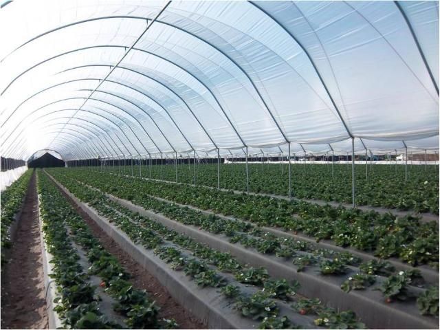 Figure 1. Strawberry grown in south Florida under high tunnels.