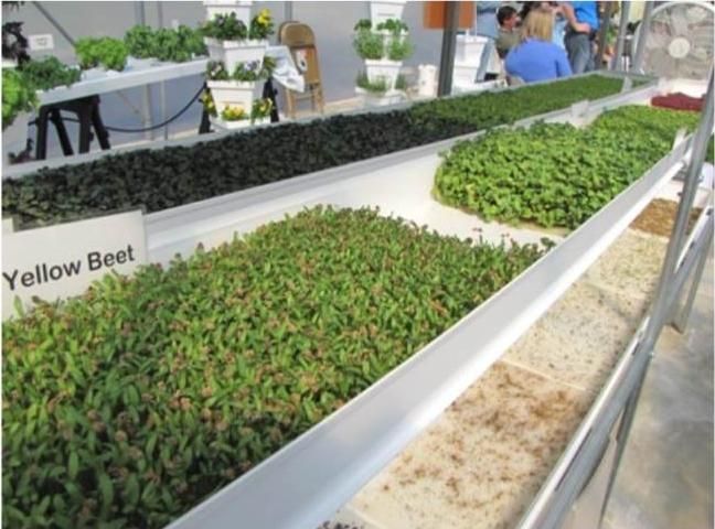 Figure 16. Microgreen production in trays with recirculating solution.