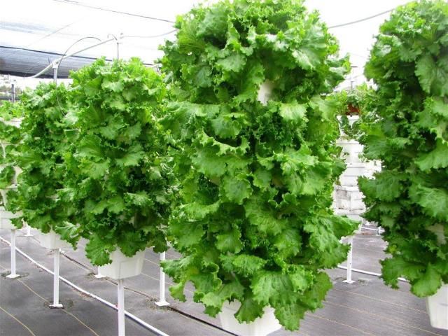Figure 17. Lettuce grown in a vertical hydroponic system.