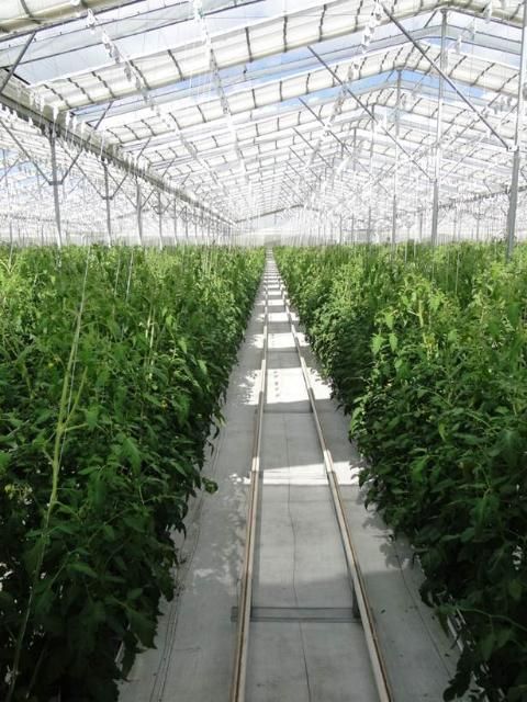 Figure 5. Retractable roof greenhouse with tomato in Ruskin, FL.