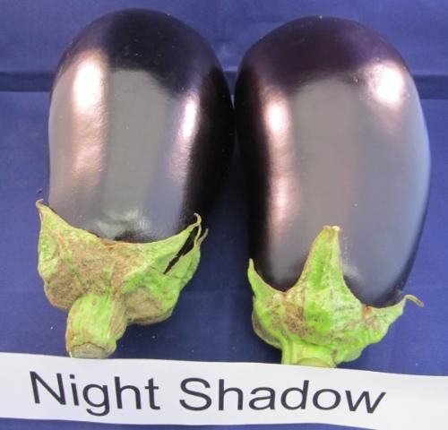 Figure 3. Night Shadow
